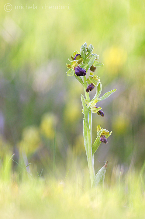 ophrys fusca